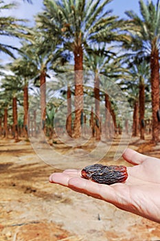 Plantation of Phoenix dactylifera, commonly known asÂ dateÂ or